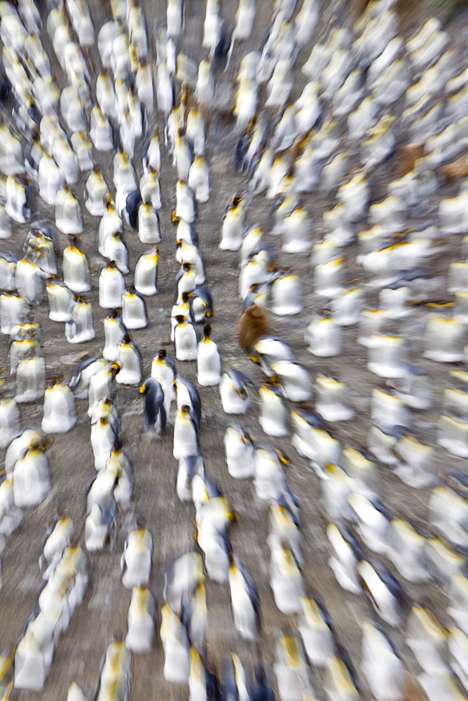 Zoom blur of king penguin (Aptenodytes patagonicus) breeding and nesting colonies on South Georgia Island, Southern Ocean. 