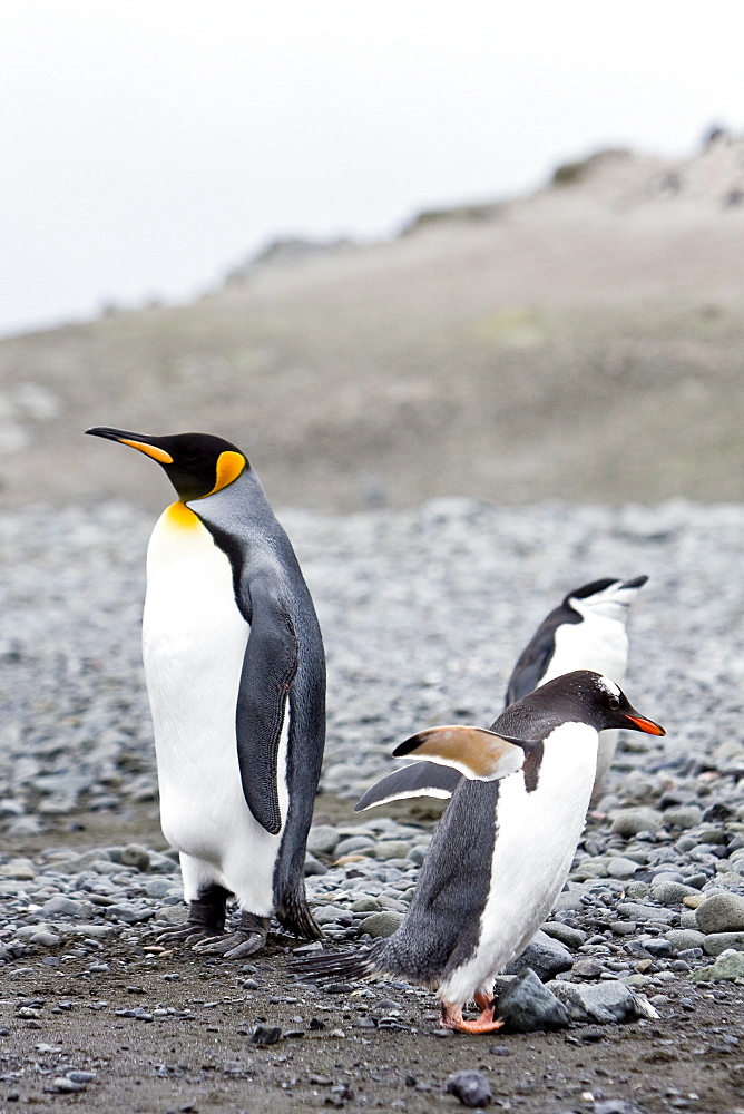 King penguins (Aptenodytes patagonicus) among breeding and nesting colonies of both gentoo and chinstrap penguins on Barrentos Island in the Aitcho Island Group, South Shetland Islands, Antarctica.