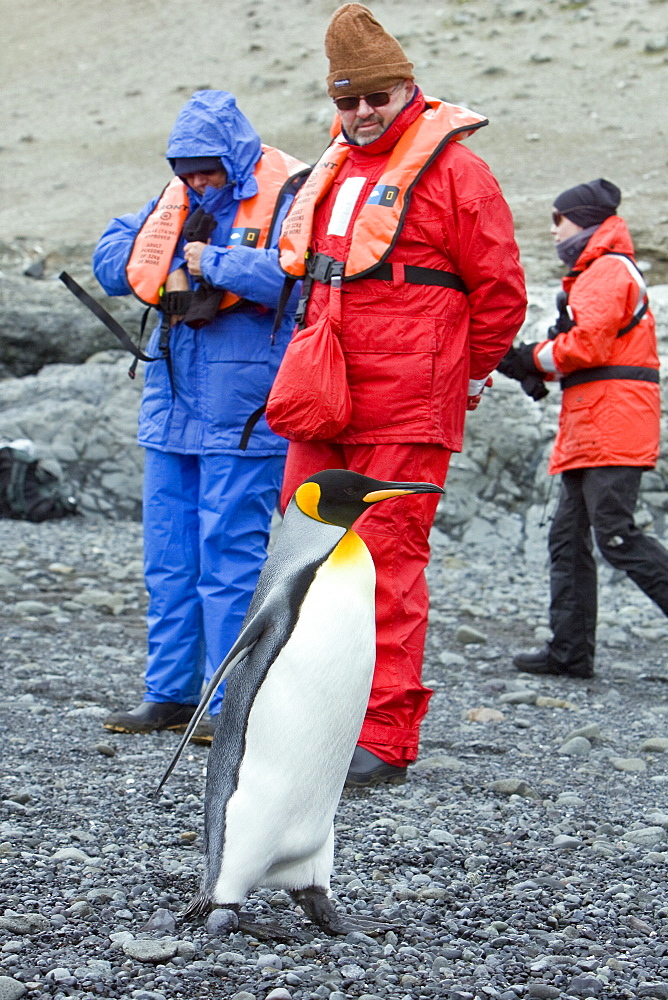 A lone adult king penguin (Aptenodytes patagonicus) among nesting colonies of gentoo and chinstrap penguins on Barrentos Island, Aitcho Island Group, South Shetland Islands, Antarctica