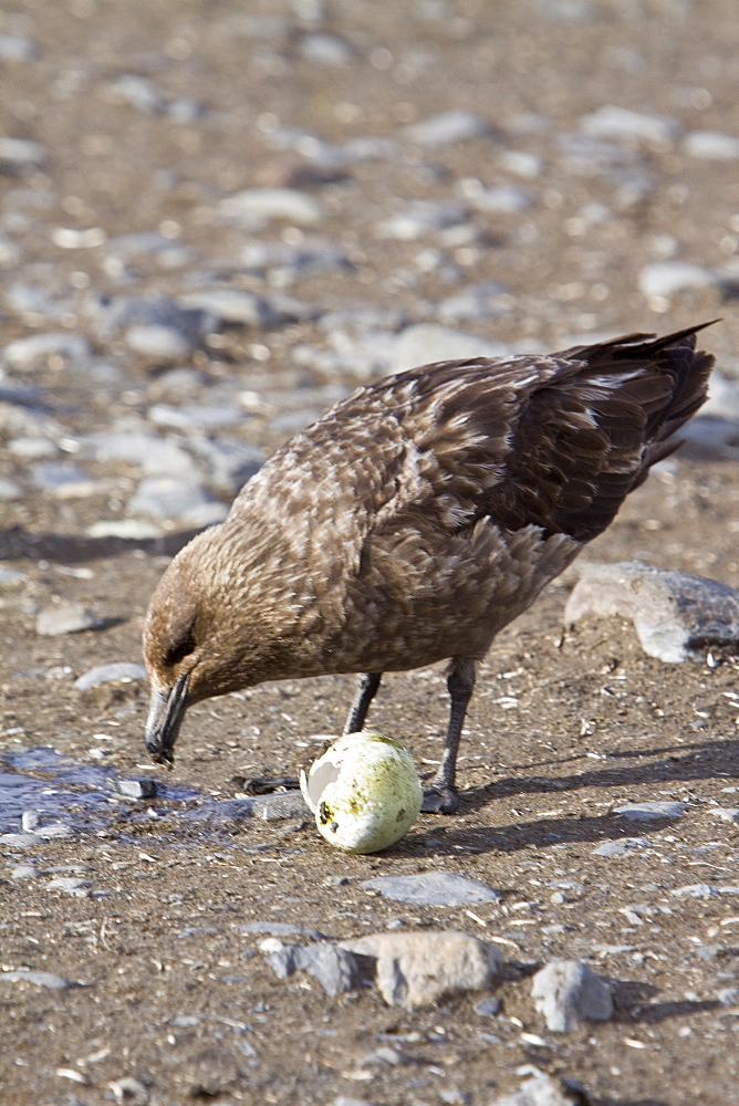 An adult Brown Skua (Catharacta antarctica) with a stolen penguin egg on South Georgia Island in the Southern Ocean