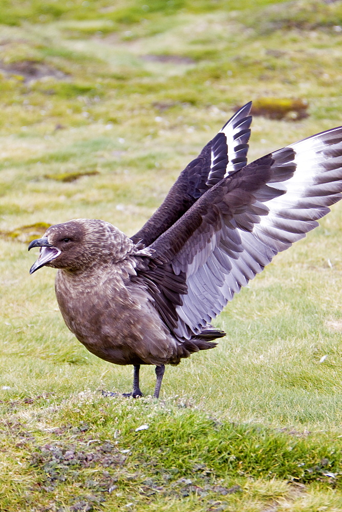 An adult Brown Skua (Catharacta antarctica) on South Georgia Island in the Southern Ocean