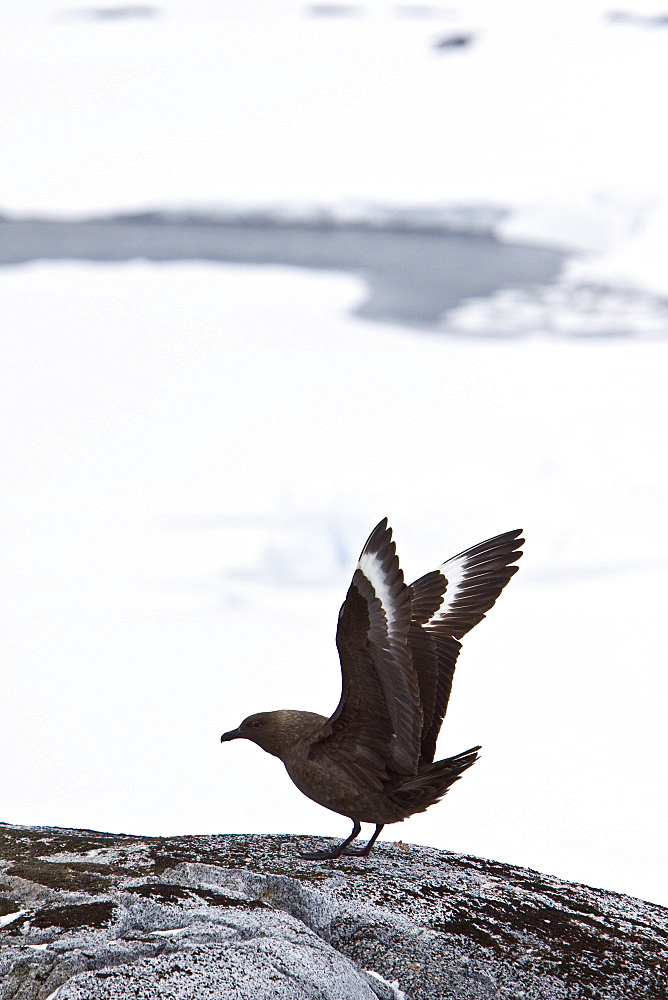 An adult Brown Skua (Catharacta antarctica)  in the Antarctic peninsula in the southern ocean