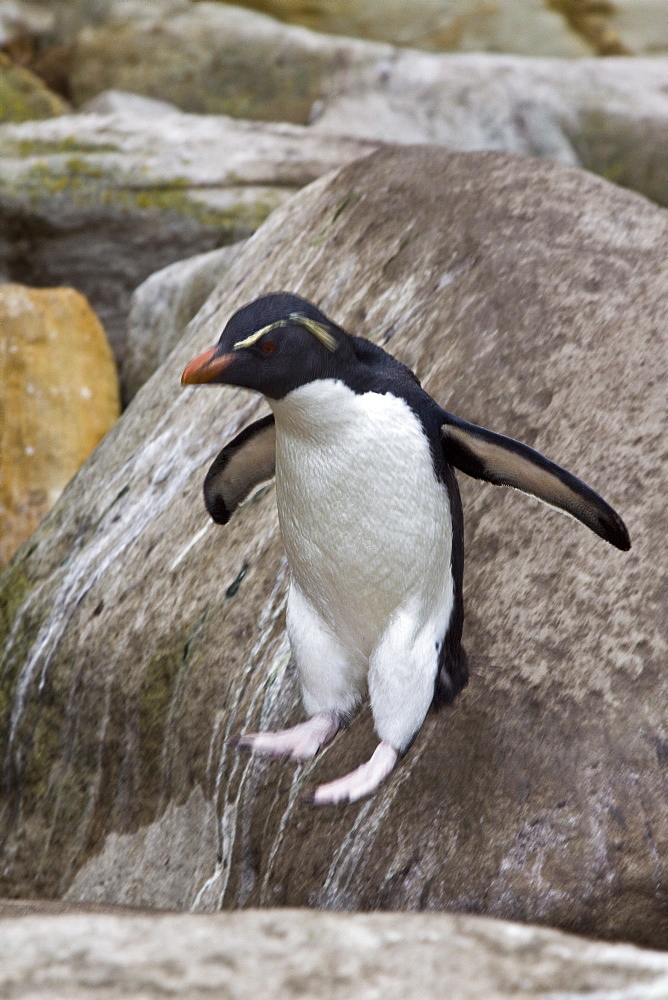 Adult Southern Rockhopper Penguins (Eudyptes chrysocome chrysocome) in the Falkland Islands