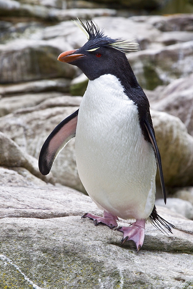 Adult Southern Rockhopper Penguins (Eudyptes chrysocome chrysocome) in the Falkland Islands