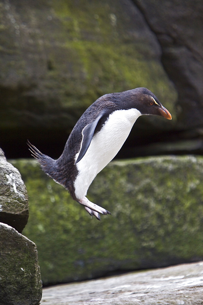 Adult Southern Rockhopper Penguins (Eudyptes chrysocome chrysocome) in the Falkland Islands