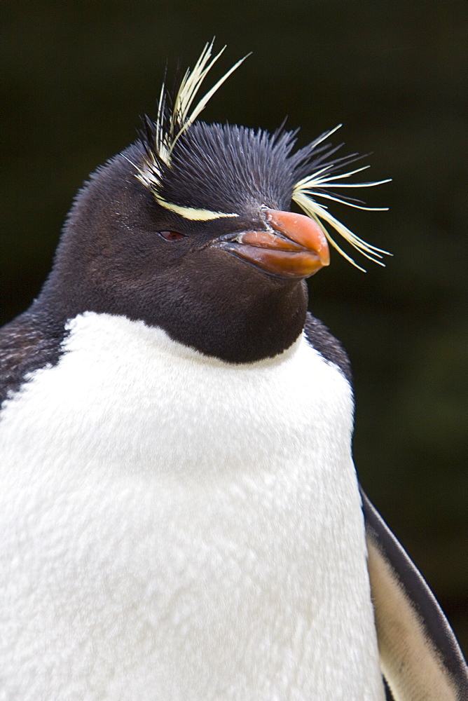 Adult Southern Rockhopper Penguins (Eudyptes chrysocome chrysocome) in the Falkland Islands