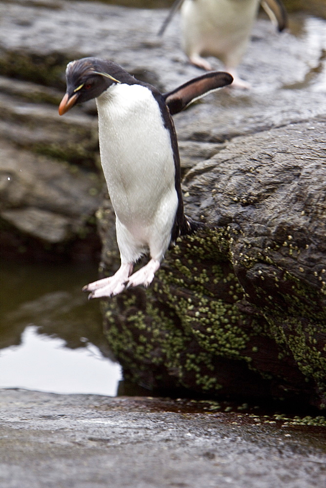 Adult Southern Rockhopper Penguins (Eudyptes chrysocome chrysocome) in the Falkland Islands