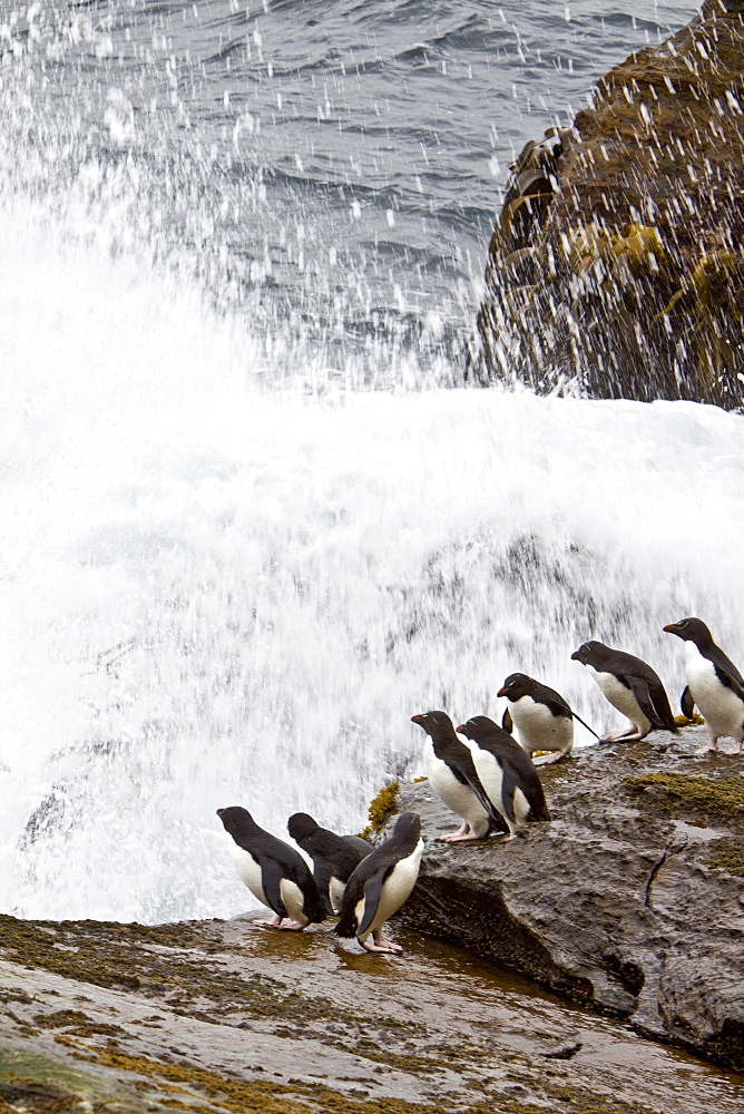 Adult Southern Rockhopper Penguins (Eudyptes chrysocome chrysocome) in the Falkland Islands