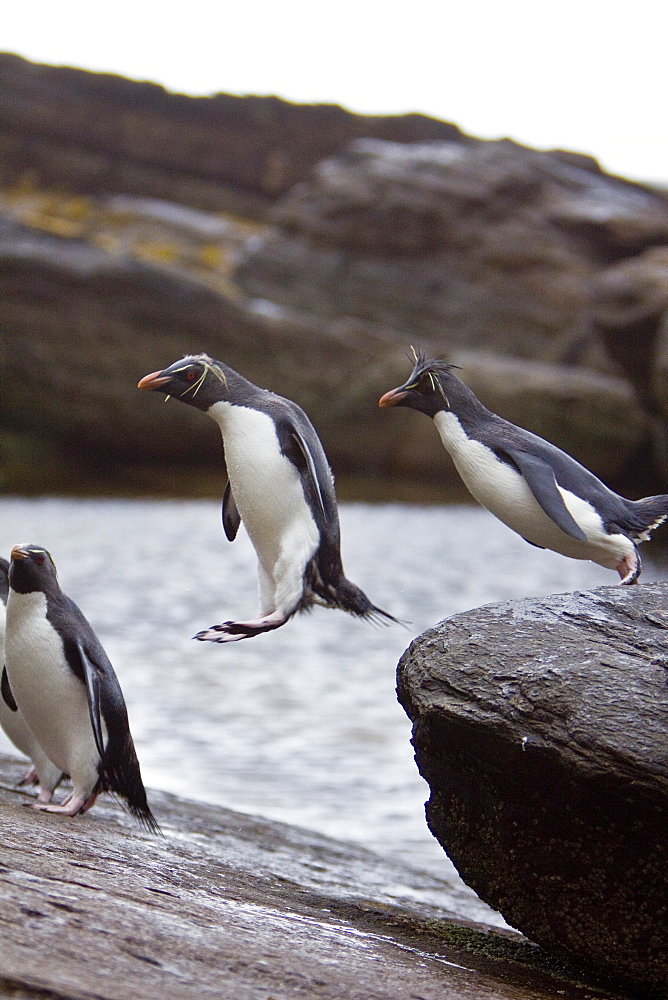 Adult Southern Rockhopper Penguins (Eudyptes chrysocome chrysocome) in the Falkland Islands