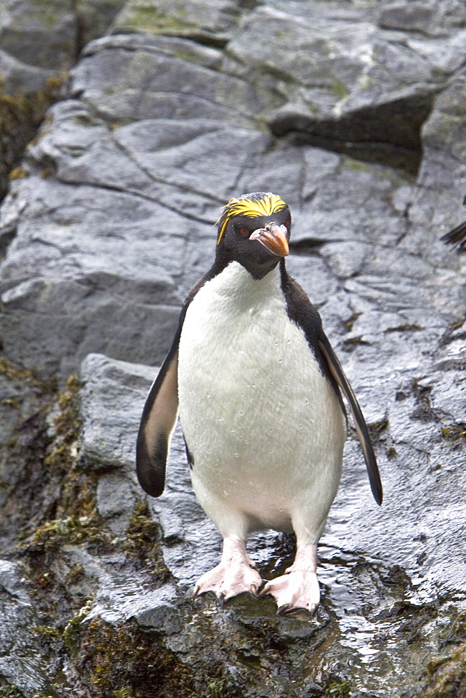 Macaroni Penguins (Eudyptes chrysolophus) on South Georgia Island in the Southern Ocean