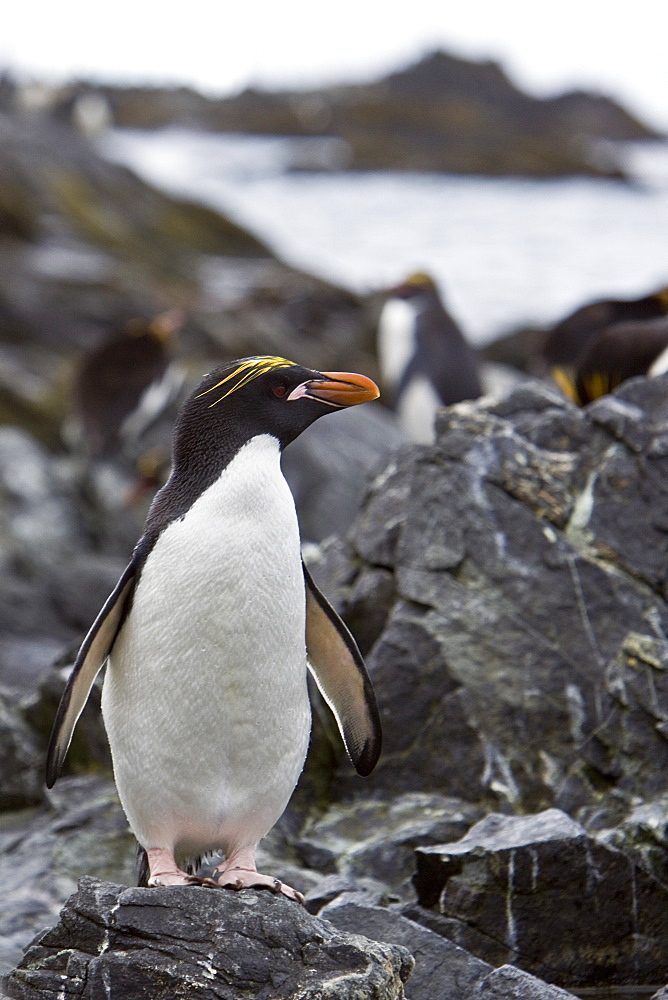 Macaroni Penguins (Eudyptes chrysolophus) on South Georgia Island in the Southern Ocean