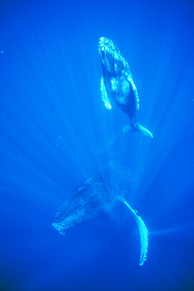 Humpback whale mother and calf underwater in the AuAu Channel, Maui, Hawaii.