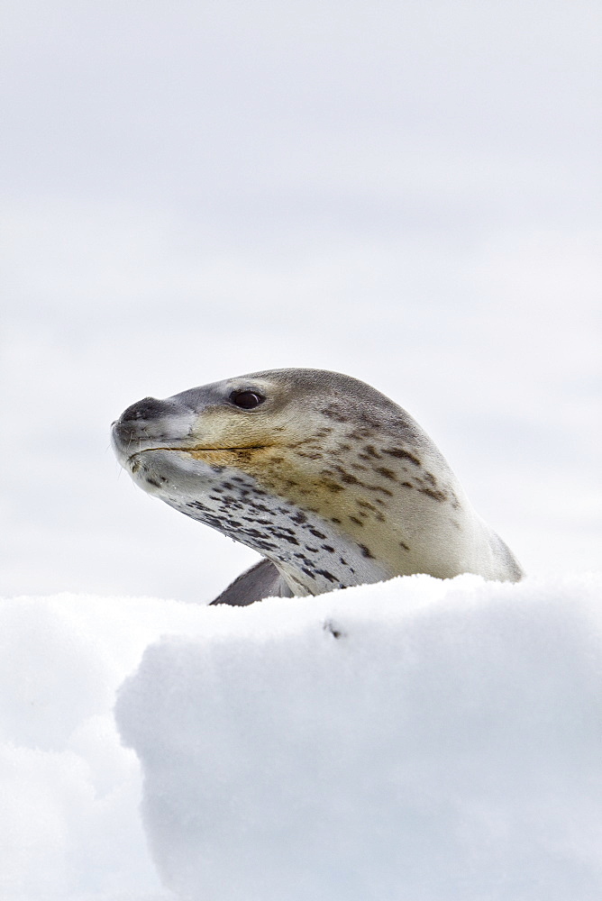 The Leopard seal (Hydrurga leptonyx) is the second largest species of seal in the Antarctic