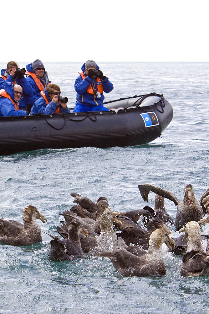 Southern Giant Petrel (Macronectes giganteus) in and around South Georgia, Southern Ocean