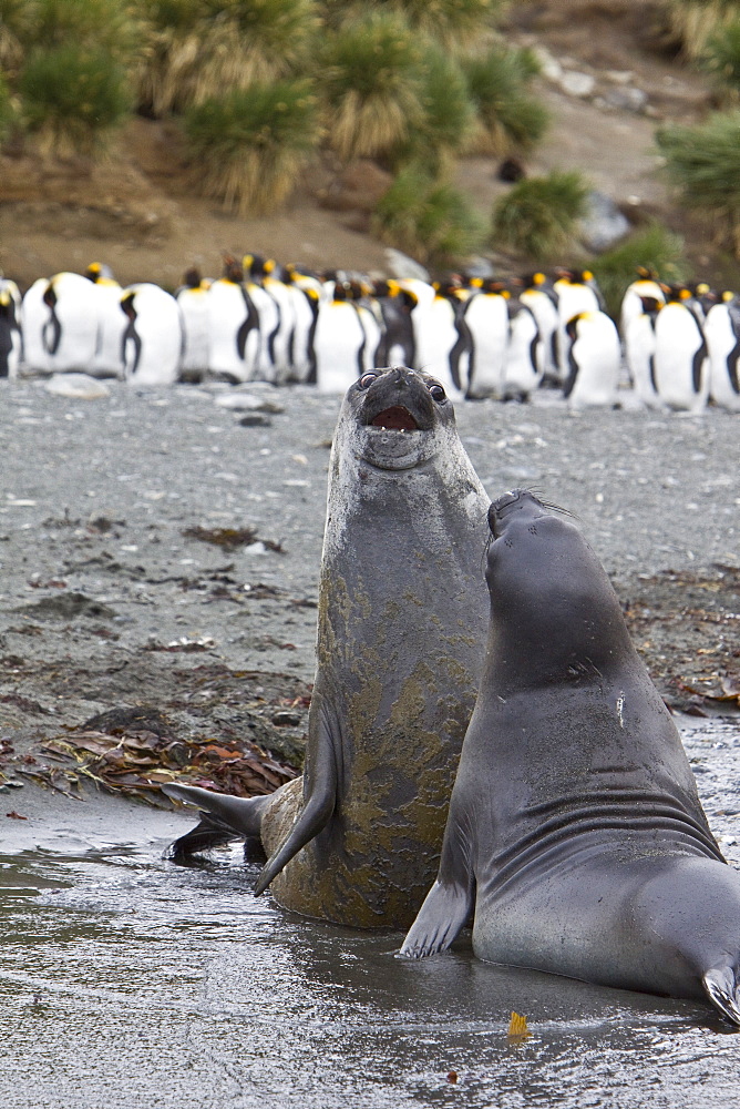 Young southern elephant seals (Mirounga leonina) on the beach at South Georgia in the Southern Ocean