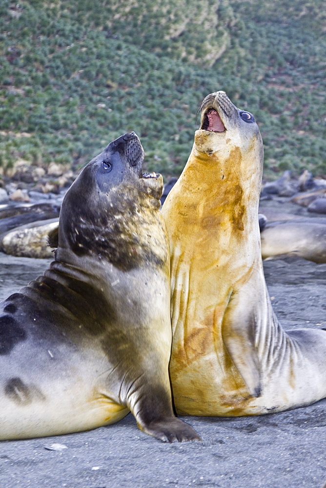 Young southern elephant seals (Mirounga leonina) on the beach at South Georgia in the Southern Ocean