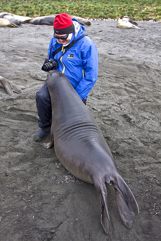 Young southern elephant seals (Mirounga leonina) with excited visitor on the beach at South Georgia in the Southern Ocean