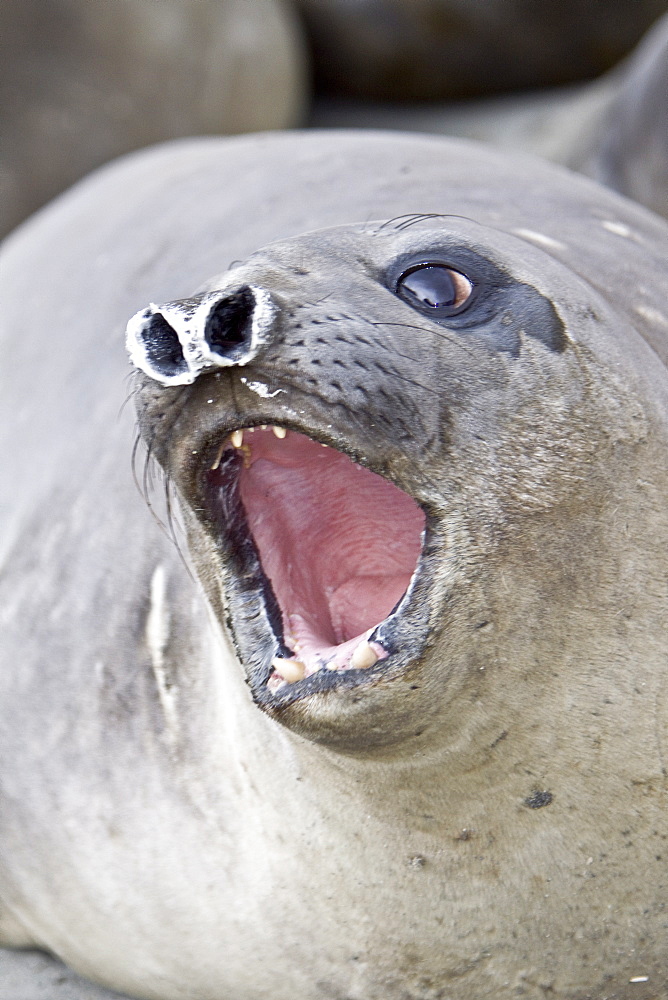 Young southern elephant seals (Mirounga leonina) on the beach at South Georgia in the Southern Ocean