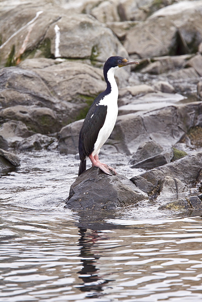 Adult Imperial Shag (Phalacrocorax (atriceps) from breeding colony on offshore islets in the Beagle Channel, coastal southern Chile and Argentina