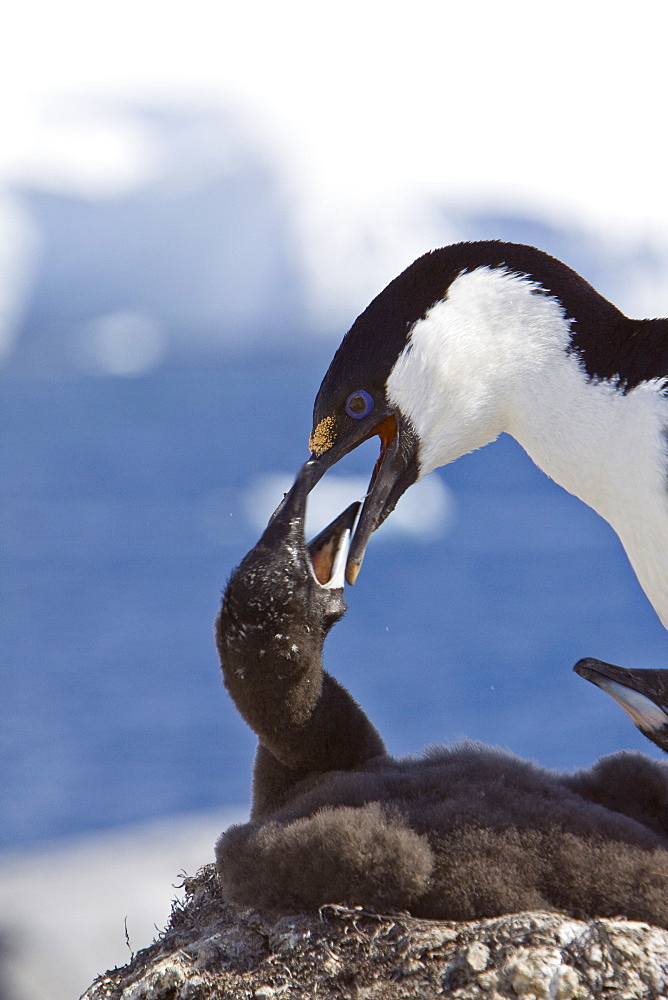 Adult Antarctic Shag, (Phalacrocorax (atriceps) bransfieldensis) from breeding colony on the Antarctic Peninsula