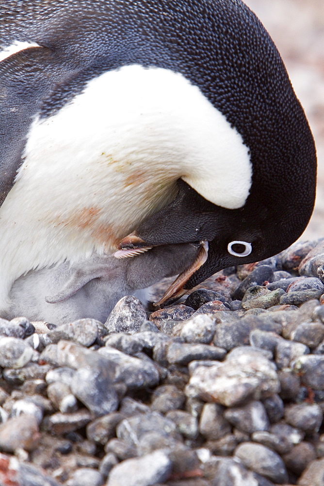 Adelie penguin (Pygoscelis adeliae) near the Antarctic Peninsula, Antarctica.