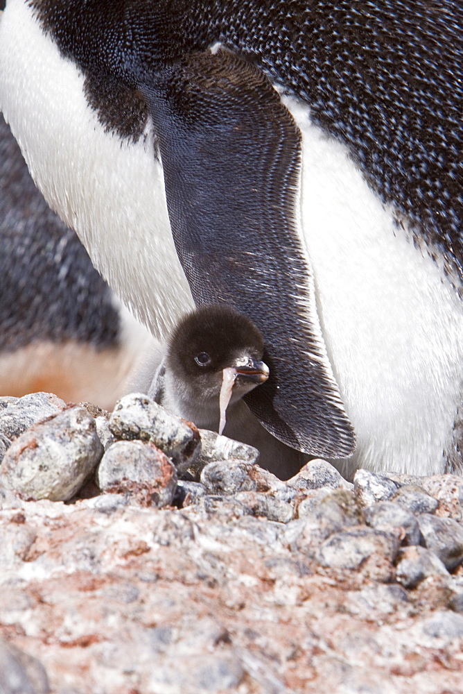 Adelie penguin (Pygoscelis adeliae) near the Antarctic Peninsula, Antarctica.