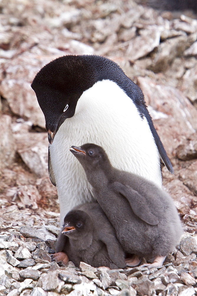 Adelie penguin (Pygoscelis adeliae) near the Antarctic Peninsula, Antarctica.