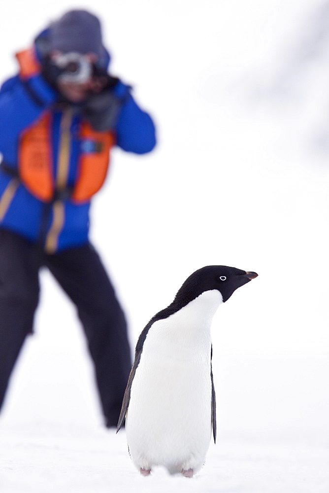 Adelie penguin (Pygoscelis adeliae) near the Antarctic Peninsula, Antarctica.