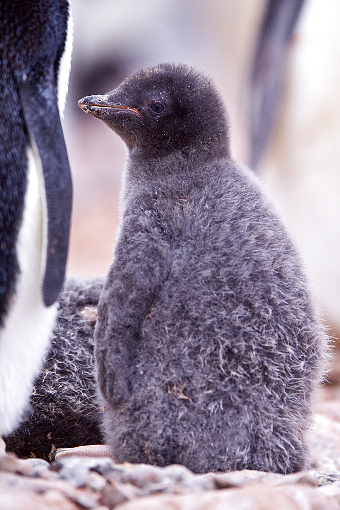 Adelie penguin (Pygoscelis adeliae) near the Antarctic Peninsula, Antarctica.