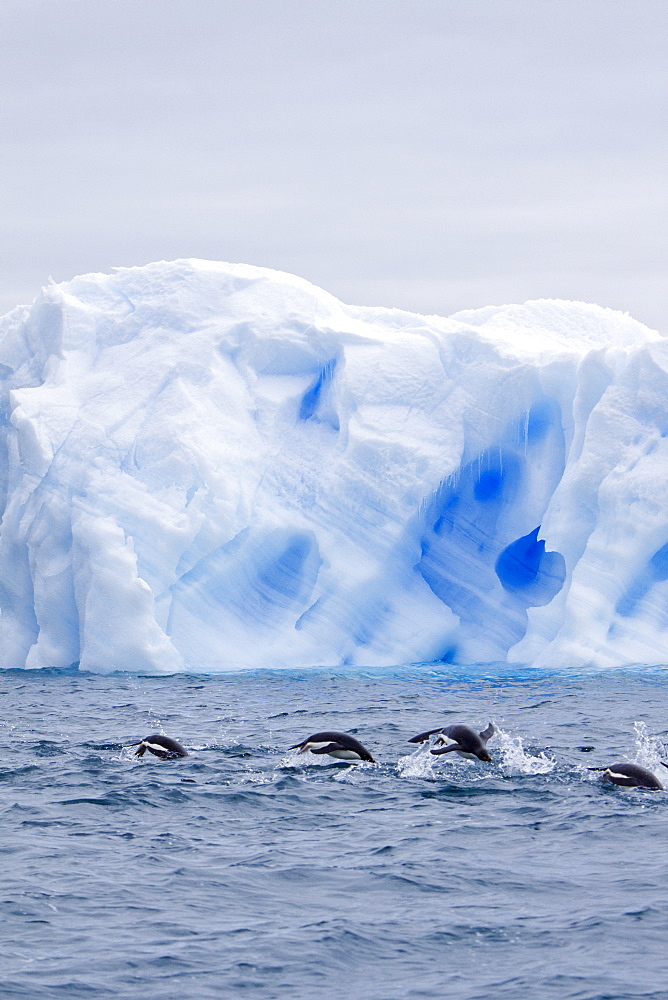 Adelie penguin (Pygoscelis adeliae) near the Antarctic Peninsula, Antarctica.