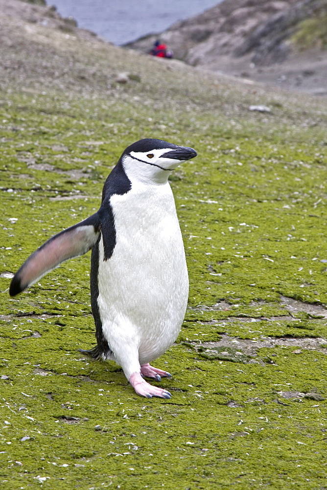 Chinstrap penguin (Pygoscelis antarctica) colony on the Antarctic Peninsula