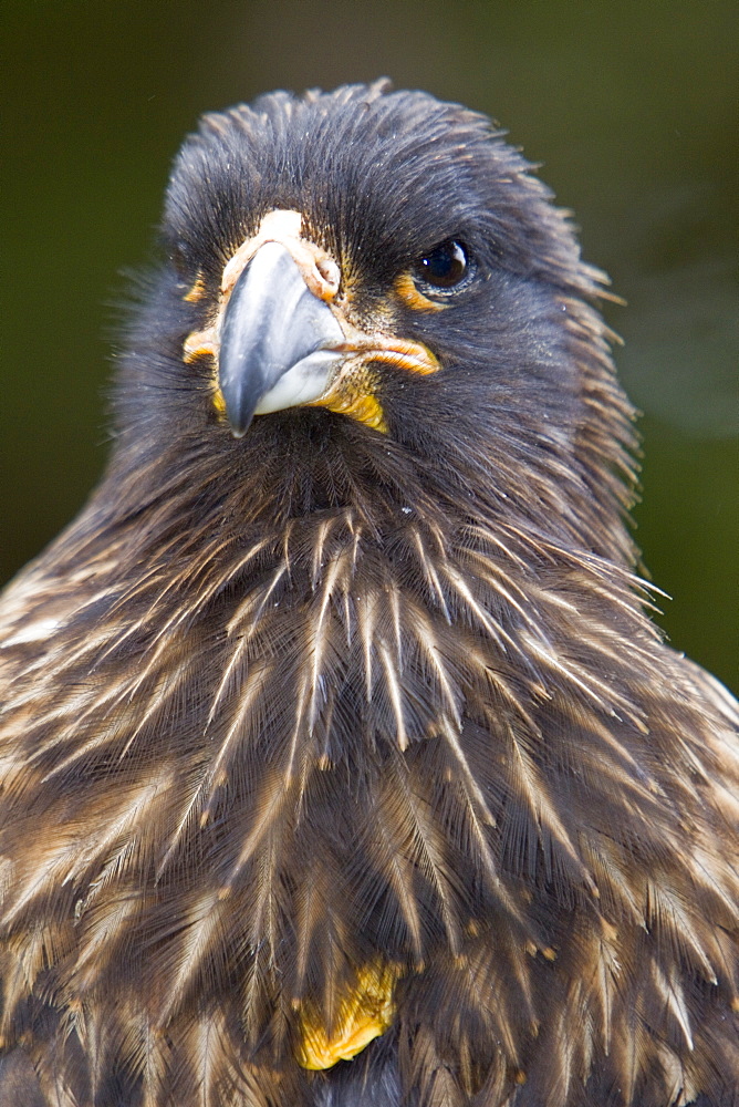 The Striated Caracara, (Phalcoboenus australis) is a bird of prey of the Falconidae family, Falkland Islands