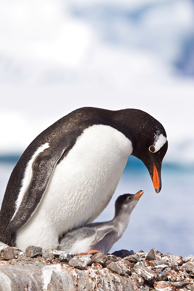 Gentoo penguins (Pygoscelis papua) in Antarctica