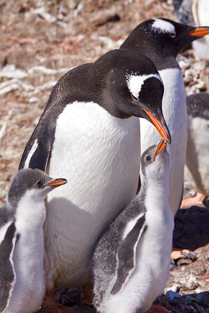 Gentoo penguins (Pygoscelis papua) in Antarctica