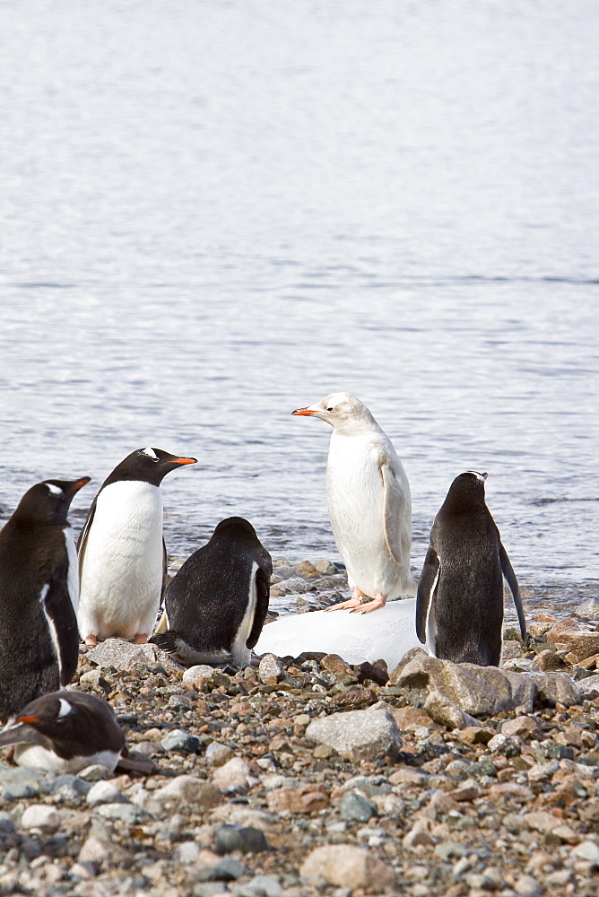 An adult Leucistic Gentoo penguin (Pygoscelis papua) in Neko Harbor, Antarctica