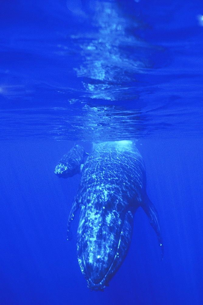 Mother and calf Humpback Whale (Megaptera novaeangliae) underwater in the AuAu Channel off Maui, Hawaii, USA. Pacific Ocean.