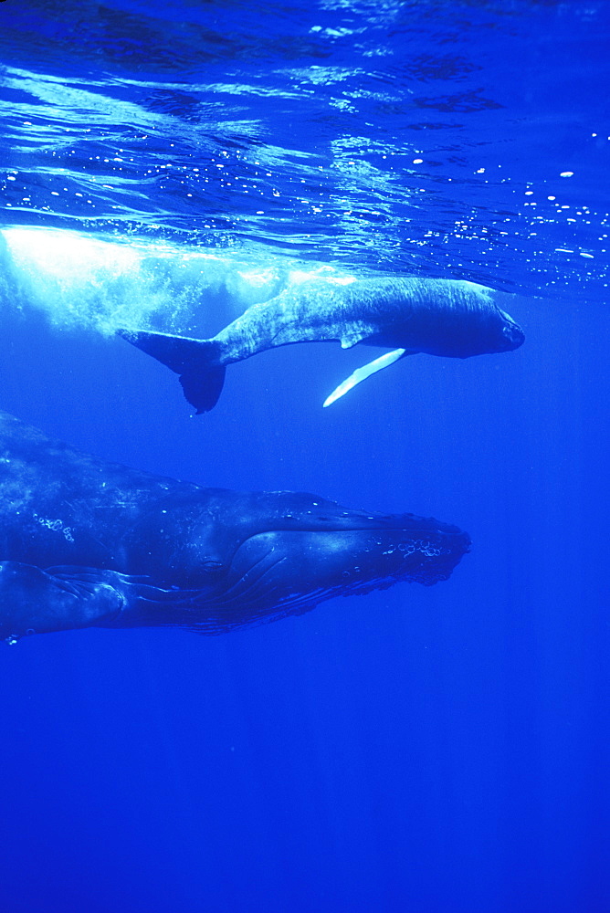 Mother and calf Humpback Whale (Megaptera novaeangliae) together underwater in the AuAu Channel, Maui, Hawaii, USA. Pacific Ocean.