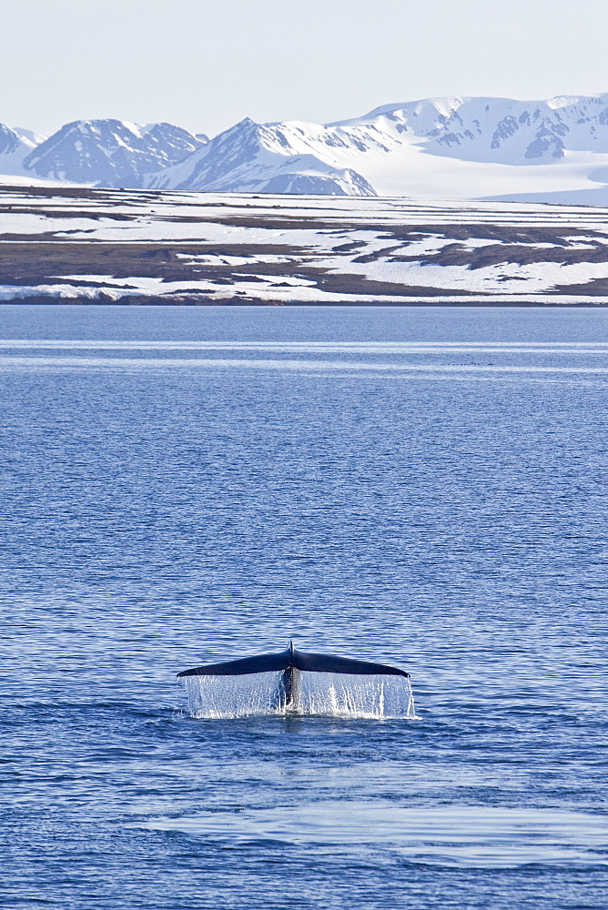 A very rare sighting of an adult blue Whale (Balaenoptera musculus) fluke-up dive off the northwestern side of Spitsbergen Island in the Svalbard Archipelago, Barents Sea, Norway