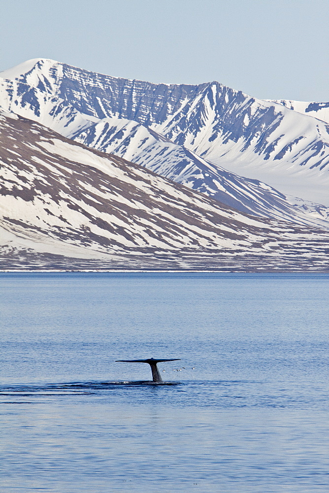 A very rare sighting of an adult blue Whale (Balaenoptera musculus) fluke-up dive off the northwestern side of Spitsbergen Island in the Svalbard Archipelago, Barents Sea, Norway