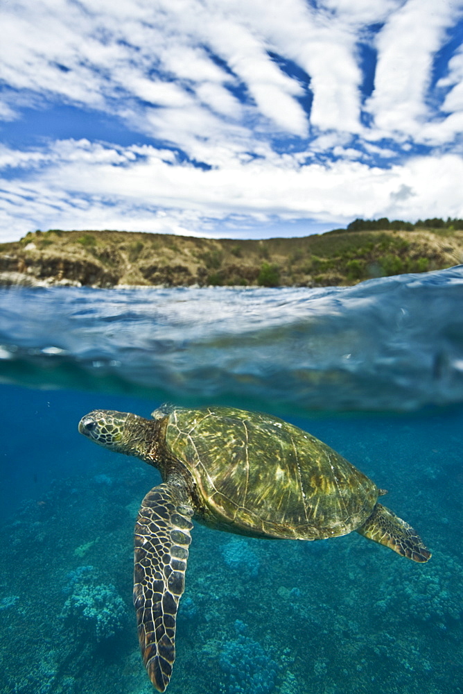 Adult green sea turtle (Chelonia mydas) in the protected marine sanctuary at Honolua Bay, Maui, Hawaii, USA