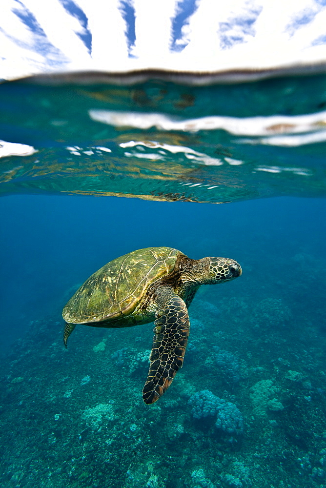 Adult green sea turtle (Chelonia mydas) in the protected marine sanctuary at Honolua Bay, Maui, Hawaii, USA