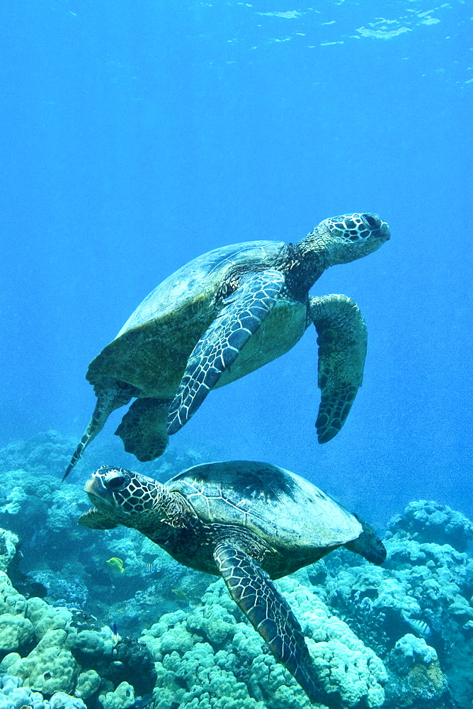 Green sea turtle (Chelonia mydas) at cleaning station at Olowalu Reef, Maui, Hawaii, USA