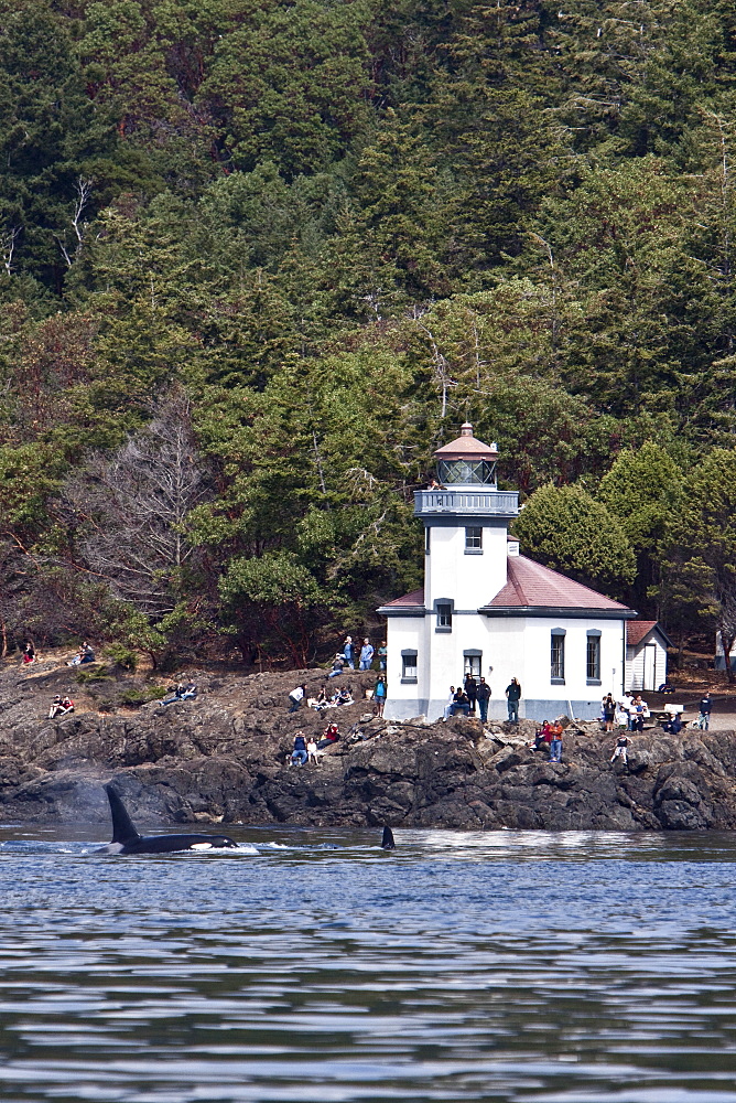 Excited whale watchers on shore see all three resident killer whale (Orcinus orca) pods off Lime Kiln lighthouse, San Juan Island, Washington State, USA