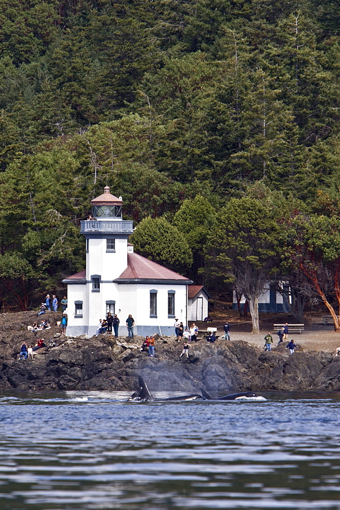 Excited whale watchers on shore see all three resident killer whale (Orcinus orca) pods off Lime Kiln lighthouse, San Juan Island, Washington State, USA