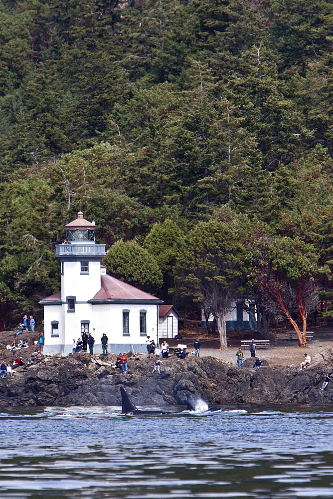 Excited whale watchers on shore see all three resident killer whale (Orcinus orca) pods off Lime Kiln lighthouse, San Juan Island, Washington State, USA