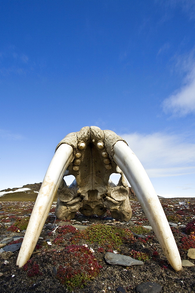 Walrus skull (Odobenus rosmarus rosmarus) on the tundra off Freemansundet in the Svalbard Archipelago in the Barents Sea, Norway