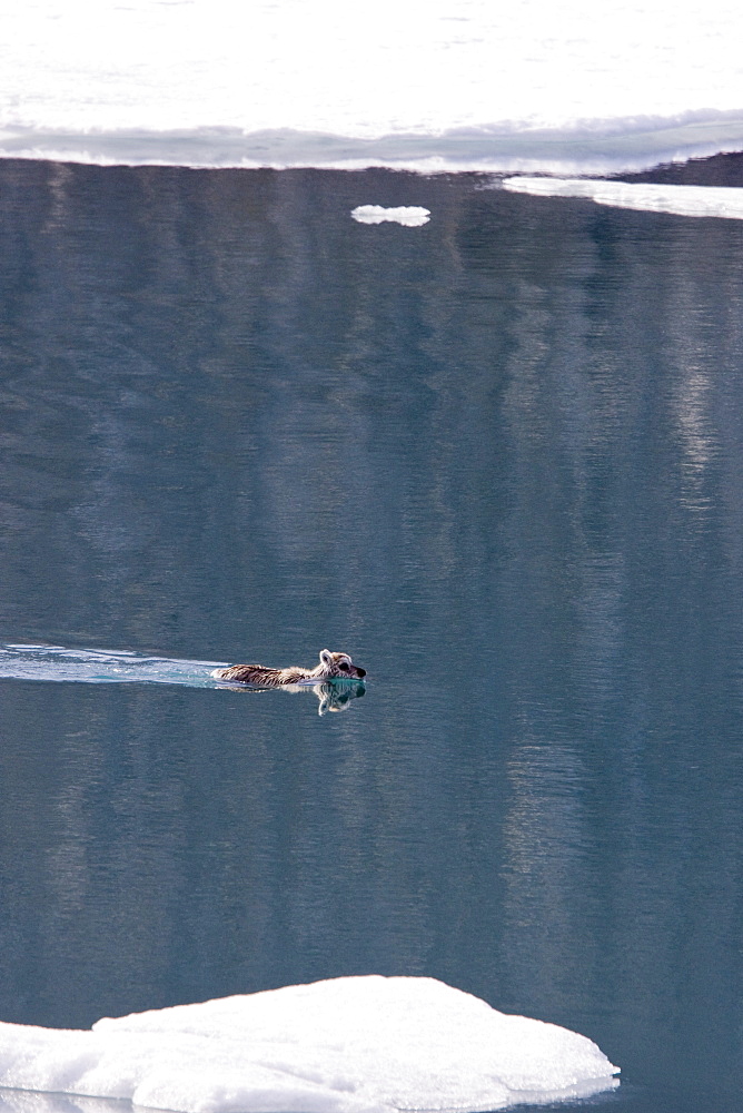 A stranded Svalbard reindeer fawn (Rangifer tarandus platyrhynchus) on ice floe at Monaco Glacier in Wood Fjord, Spitsbergen, Svalbard Archipelago, Norway