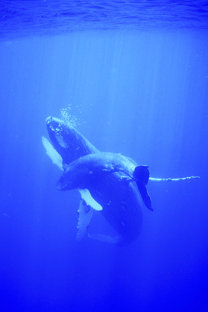 Mother and calf Humpback Whale (Megaptera novaeangliae) underwater in the AuAu Channel, Maui, Hawaii, USA. Pacific Ocean.