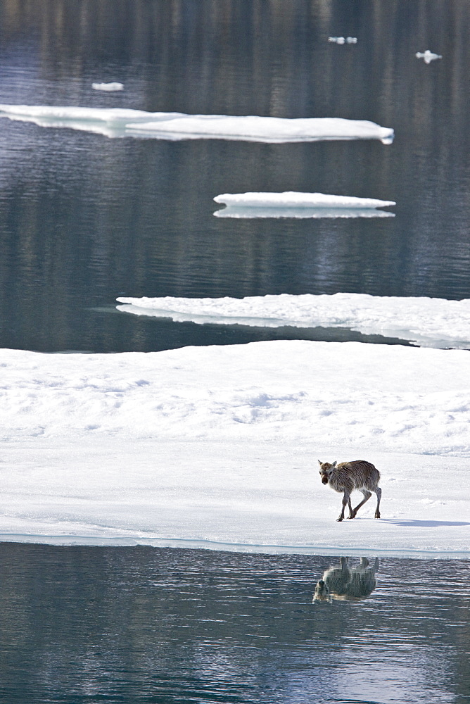 A stranded Svalbard reindeer fawn (Rangifer tarandus platyrhynchus) on ice floe at Monaco Glacier in Wood Fjord, Spitsbergen, Svalbard Archipelago, Norway