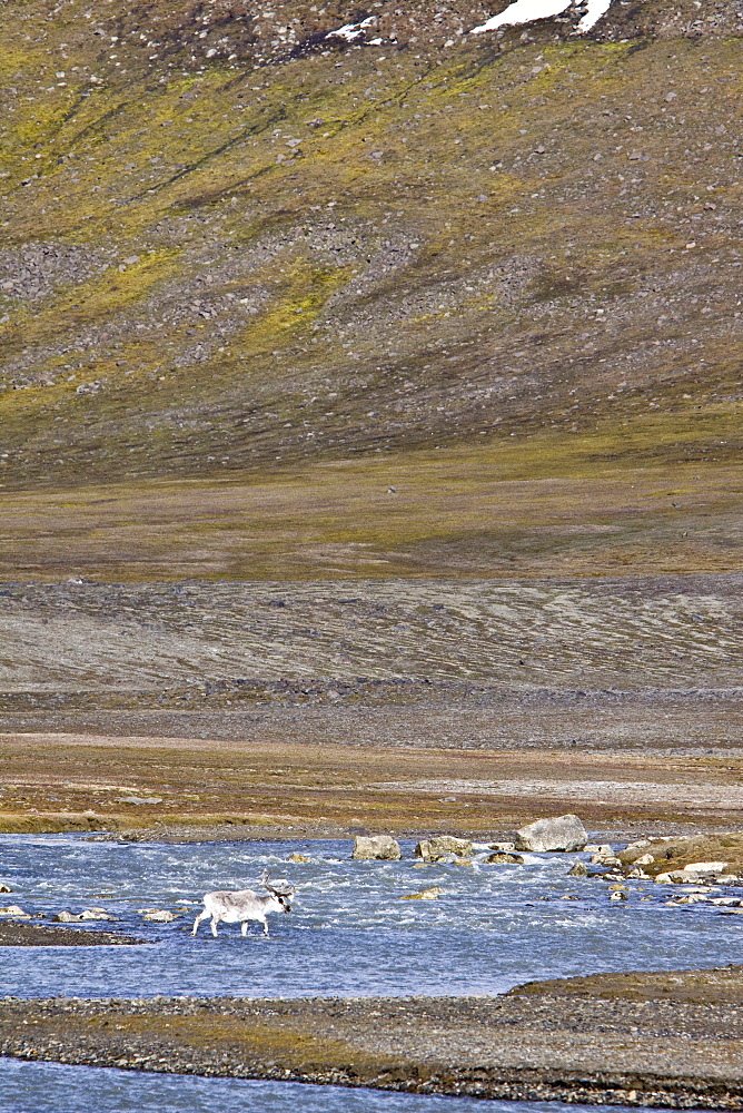 Svalbard reindeer (Rangifer tarandus platyrhynchus) on the tundra in Habenichtbutka, Edge Island in the Svalbard Archipelago, Norway